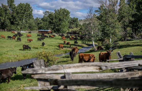 Beef Northwest Feeders