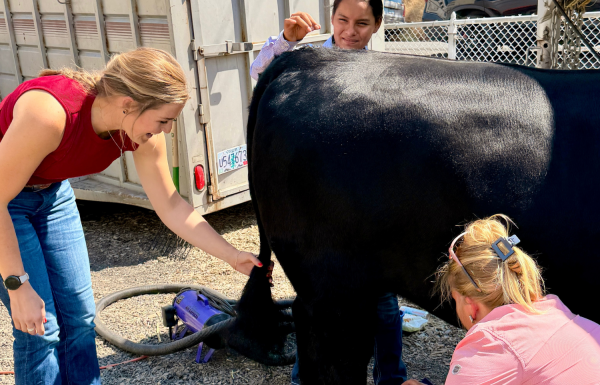 YouthLivestockProgram1